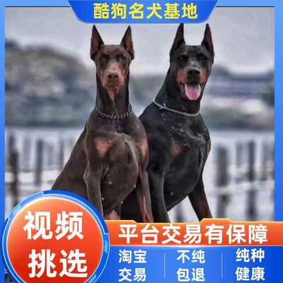 纯种双血统迷你裁耳杜宾幼犬