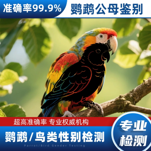 鹦鹉验卡飞飞验卡快速出结果准
