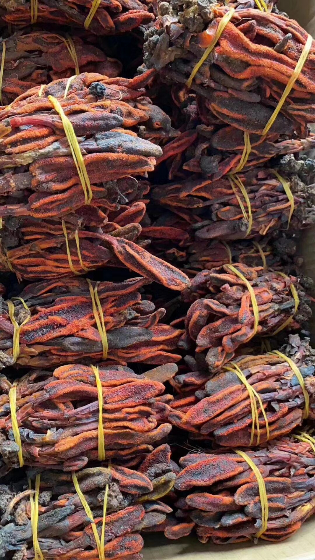 回春草