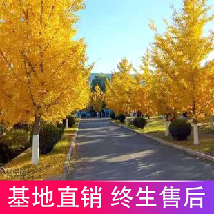 银杏树苗白果苗庭院园林绿化苗木行道树金叶银杏树小苗银杏树大树