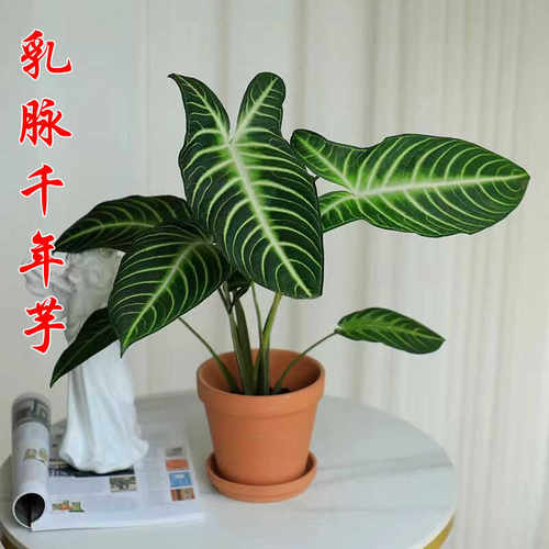 【乳脉千年芋】彩虹竹芋板盾海芋室内ins风网红绿植盆栽水培海芋