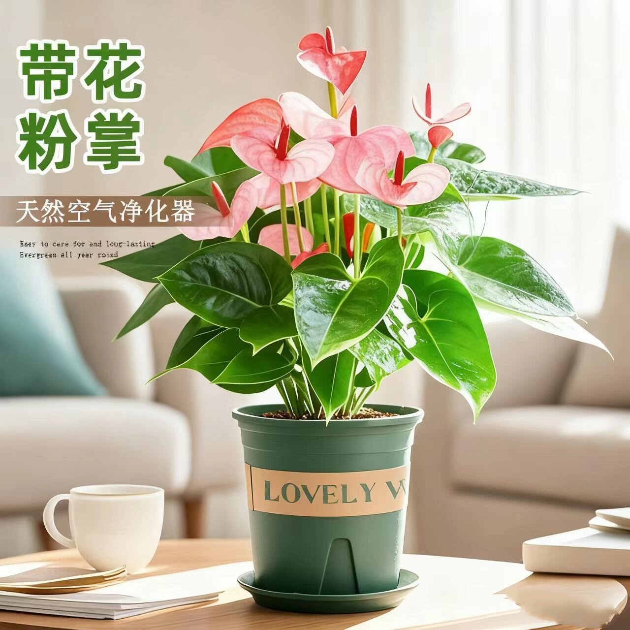 特级粉掌红掌白掌彩掌水蜜桃观花植物耐寒好养活四季常青年宵花卉