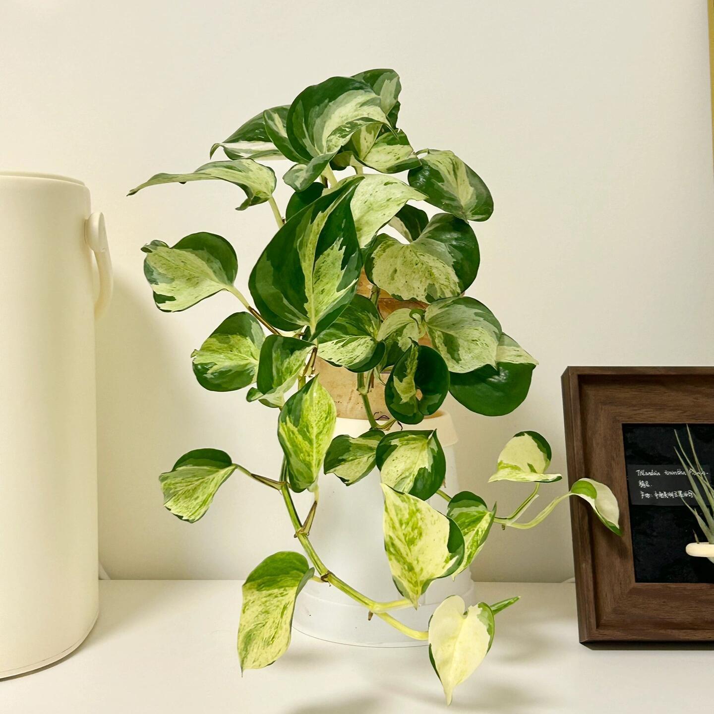 快乐叶子大理石皇后花叶绿萝白金葛网红室内观叶植物垂吊爬藤盆栽