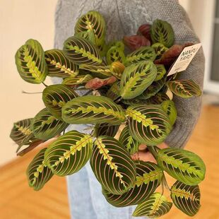 ins网红植物红脉叶蝉竹芋金梦孔雀猫眼红蜻蜓四季长青盆栽花卉