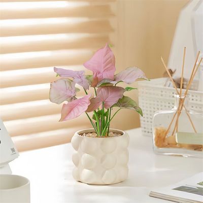 【红粉佳人】室内耐阴花卉盆栽客厅水培幻想曲网红净化空气绿植