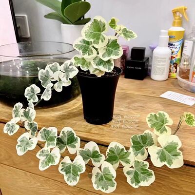 【常春藤雪莹】进口稀有爬藤垂吊网红室内观叶植物室内净化空气