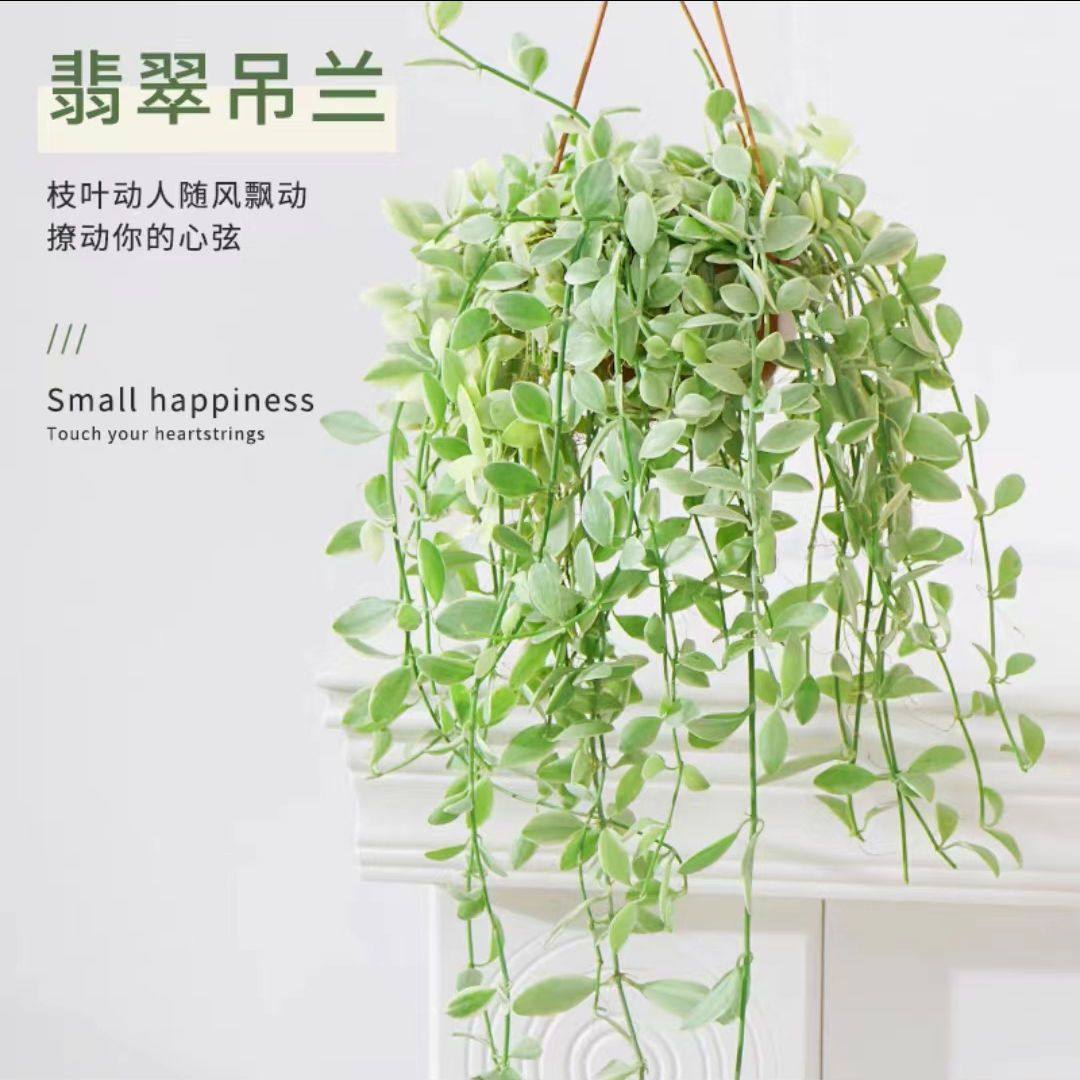 金边翡翠吊兰盆栽悬挂长藤垂吊绿植眼树莲室内好养懒人多肉北欧风,鲜花速递/花卉仿真/绿植园艺,绿植,淘宝优惠券,粉丝福利购,淘宝优惠卷