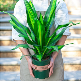香龙血树金心也门铁巴西铁盆栽懒人水培净化空气客厅绿植四季 招财