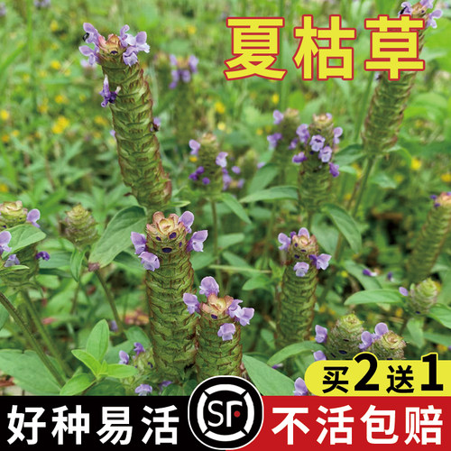夏枯草种子麦穗花草夏谷草夏古草夏菇草夏谷球一年生花草植物种籽