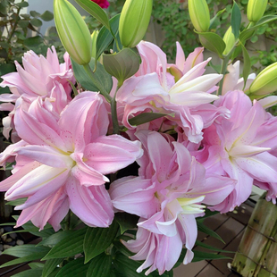 重瓣香水百合种球四季好养活花苗花卉植物阳台盆栽进口种子