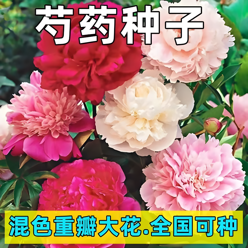 牡丹花种子大花芍药花种籽苗四季播种开花庭院阳台室内外盆栽花籽