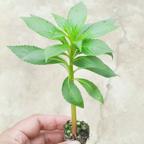 凤仙花苗驱蚊蛇适合学生科学课种植易活指甲花穴盘苗儿童观察植物