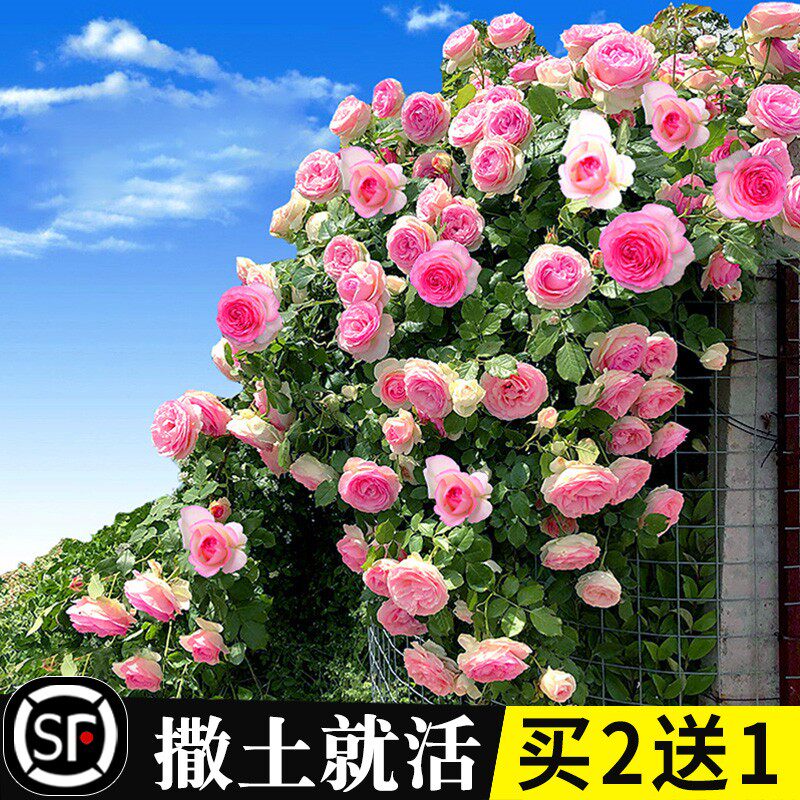 蔷薇花种籽子室外播种花籽爬墙植物四季开花卉庭院爬藤月季花种子