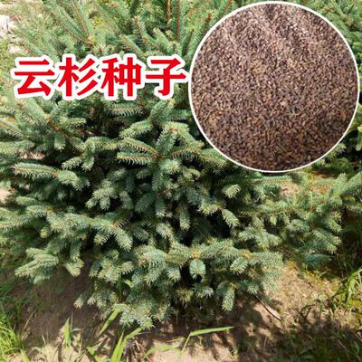 新采云杉种子 新杉木种子 云杉树苗种籽茂县云杉圣诞树绿化树木