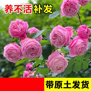 自由精神蔷薇花苗龙沙宝石室内庭院瑞典女王月季爬藤四季开花盆栽