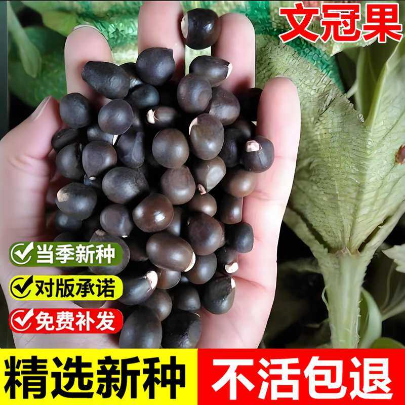 当年新采文冠果种子文冠树文冠花种籽室外园林景观绿化耐旱耐瘠薄
