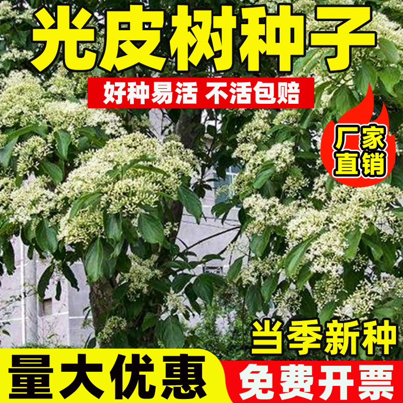 光皮树种子林木种籽多年生庭院车梁木种子凉子木苦檀灯台树种子孑