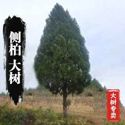 侧柏树苗松柏塔柏树苗扁柏松柏树苗宝塔柏树龙柏庭院小苗四季常青