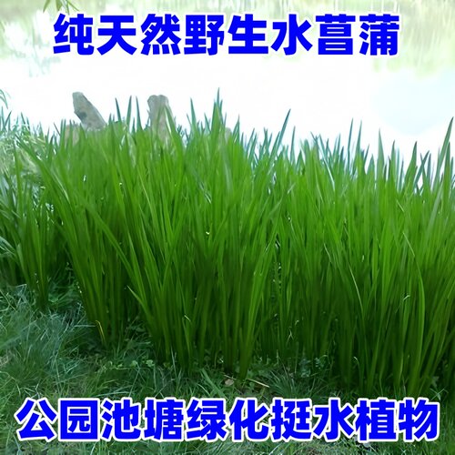 水草龙根臭蒲净化水质水培