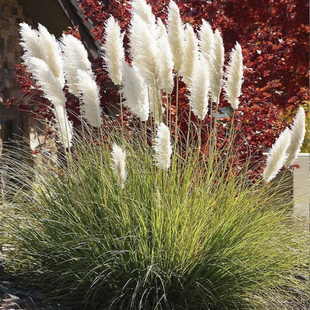 【矮蒲苇】水生植物 花叶芦竹 芦苇草水生鸢尾水池绿化庭院水景观