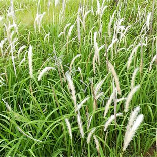 白茅草种子坟头山坡绿化针茅白毛草长镰草响铃草根种籽四季播易活