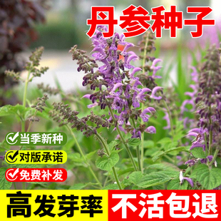 材丹参种籽野生特级丹参种子新鲜红丹参苗幼苗春四季种植苗子