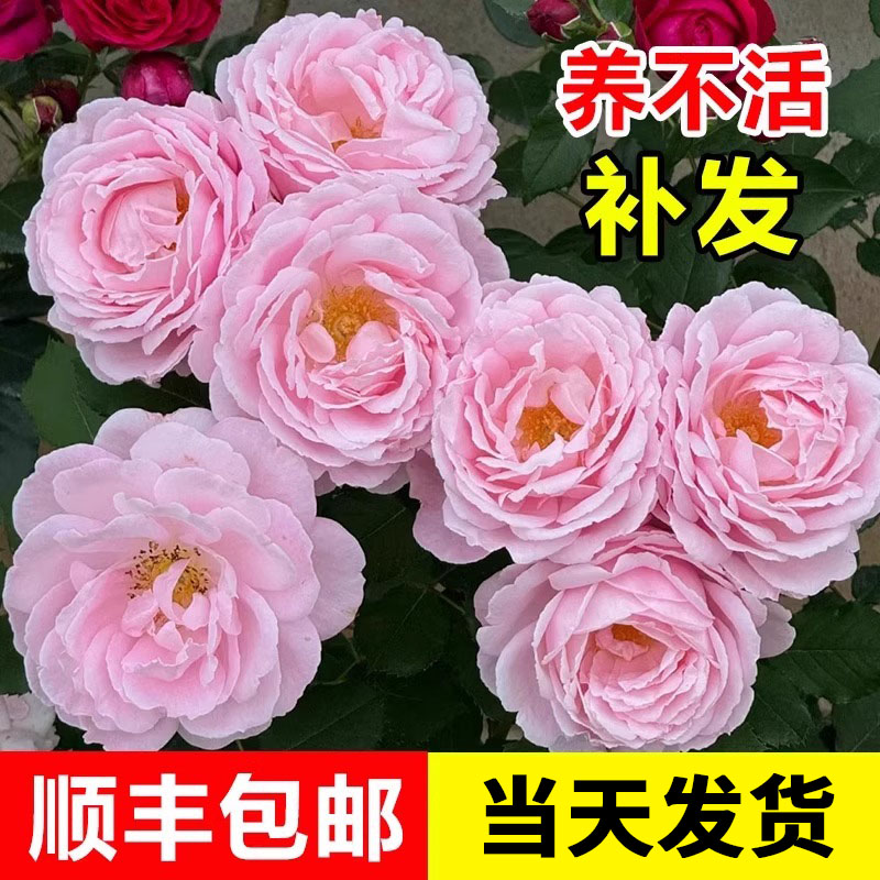 索菲罗莎藤本蔷薇花苗庭院花卉大全婚礼之路月季好养四季开花不断图片