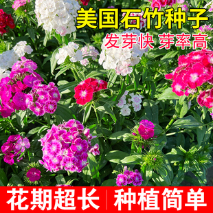 美国石竹花籽洋绣球种子石竹花种籽子多年生花卉庭院布景园林花海