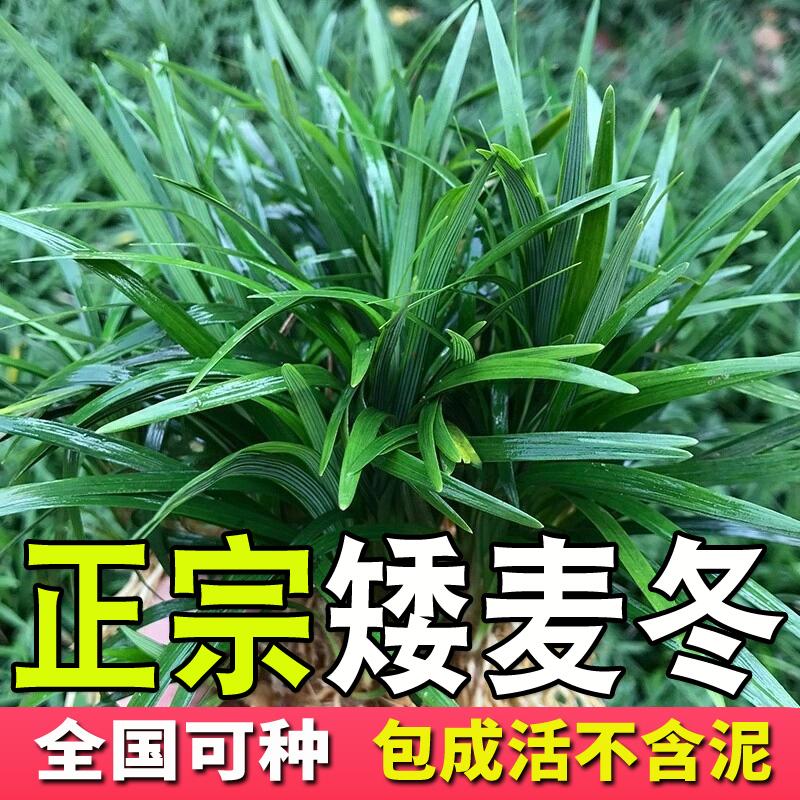 耐寒玉龙草日本矮麦冬草庭院绿化草皮别墅四季常青耐踩旱草坪植物图片