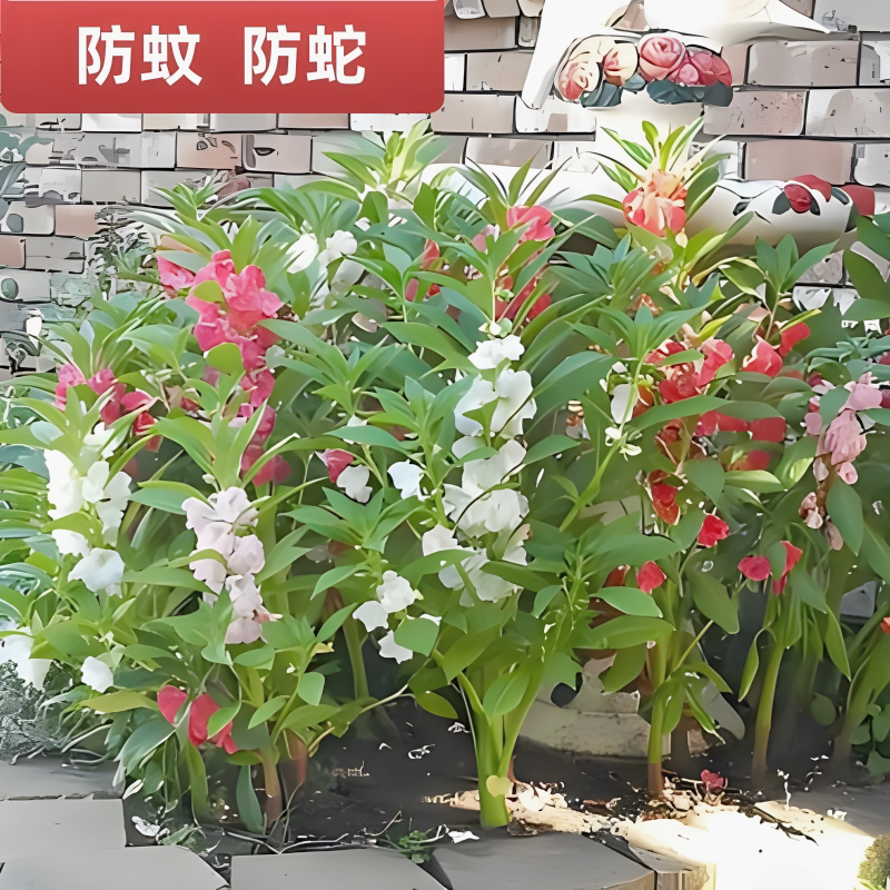 凤仙花种子新采指甲花种子混色防蛇驱蚊花种籽子庭院室外阳台盆栽