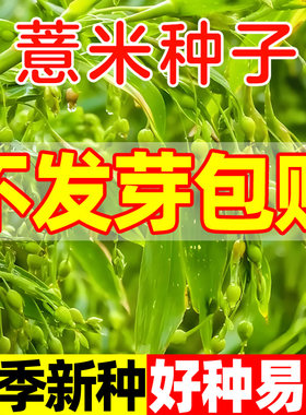 薏米种子材薏米仁种籽药用小薏米籽四季高产五谷杂粮薏米种孑