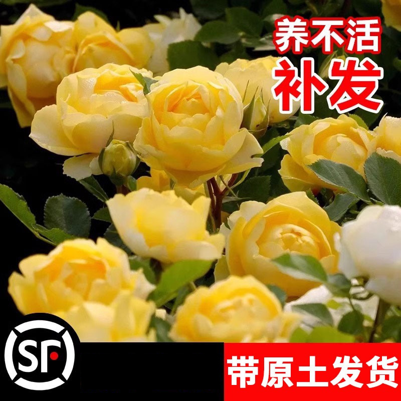 金丝雀月季花苗盆栽特大花浓香玫瑰爬藤植物四季开花庭院花卉大全图片