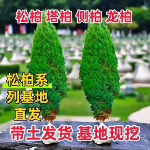 塔柏松柏树苗坟地松带土清明墓地侧柏四季长青坟头树植物地栽陵园
