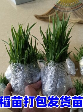 水稻秧苗带土杂交水稻苗适合学校学生插秧体验农家乐农场种植乐趣