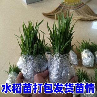 水稻秧苗带土杂交水稻苗适合学校学生插秧体验农家乐农场种植乐趣