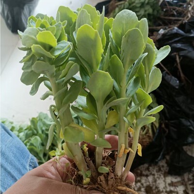 八宝景天蝎子草华丽三七蚊虫叮咬止痒跌打损伤盆栽绿植多年生
