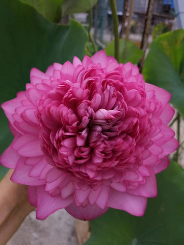 至尊千瓣】大型千瓣切花观赏荷花