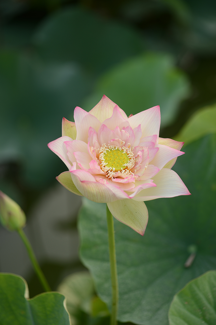 新雨花情】乌托邦中小型复色荷花