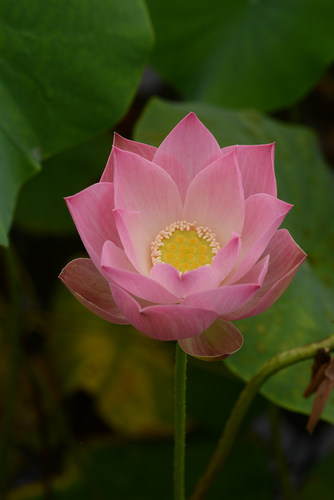 【春桃】粉白色中小型丰花耐高温