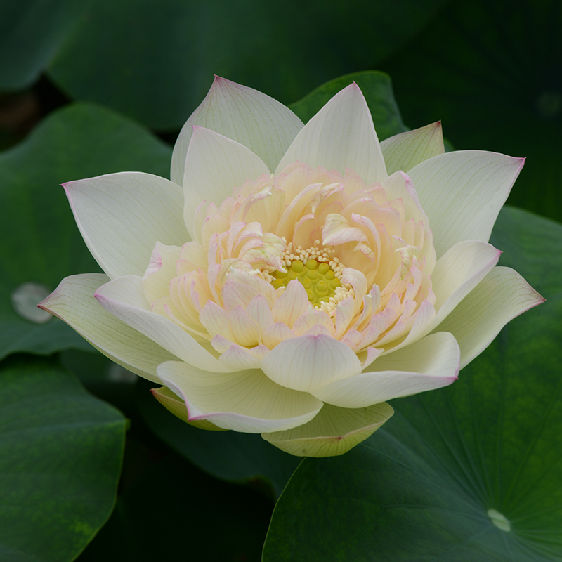 乌托邦荷花【俊愉莲】丰花株型好