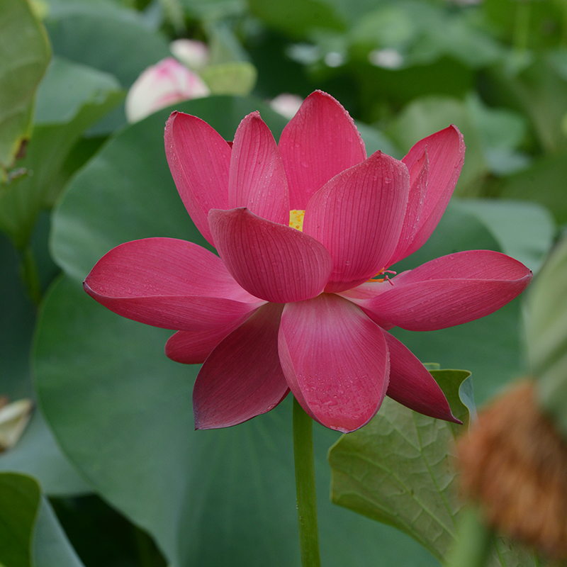 乌托邦荷花【东方红】深红色圆瓣