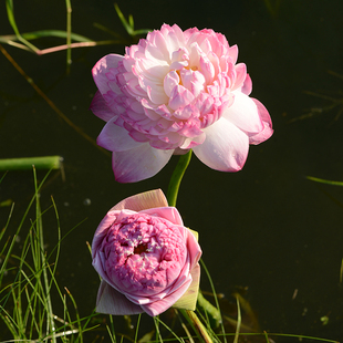 【凤凰翎】碗莲乌托邦-大型 盆池栽庭院屋顶水生观赏荷花种藕种苗