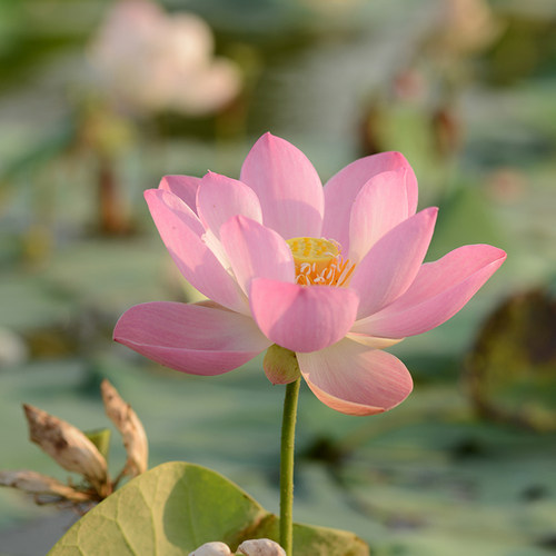 【水芸羞】小型可微嫩粉色圆瓣