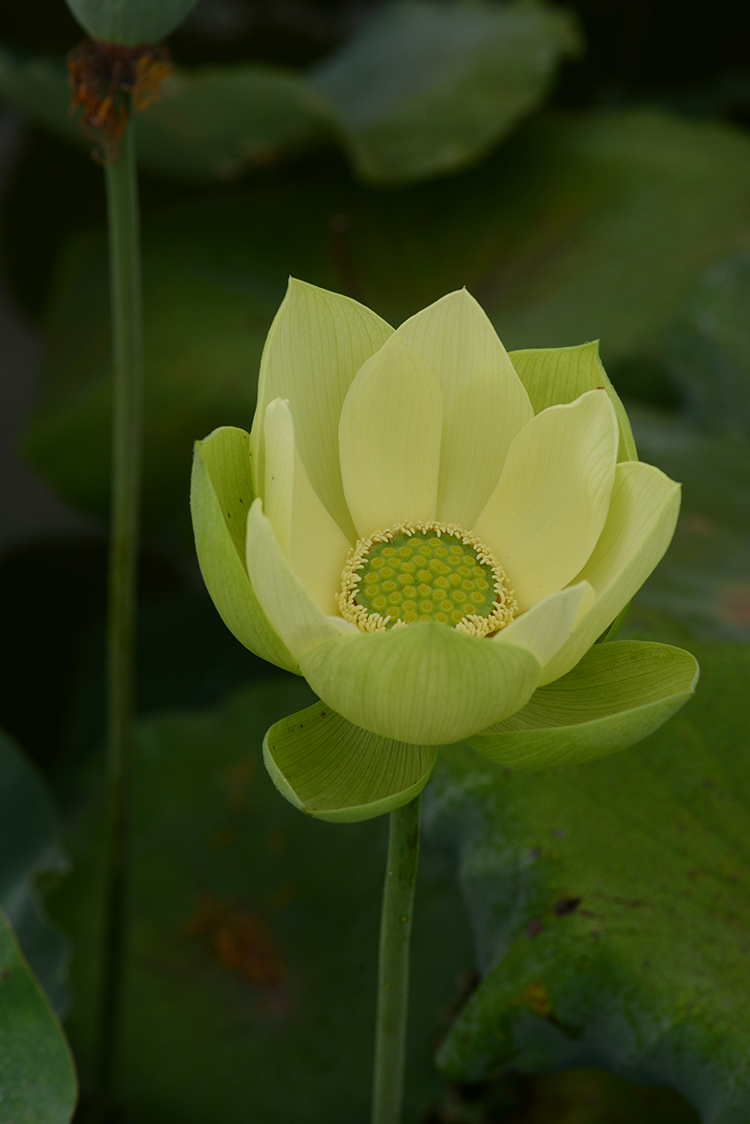 【金陵碧玉】乌托邦黄绿色小荷花