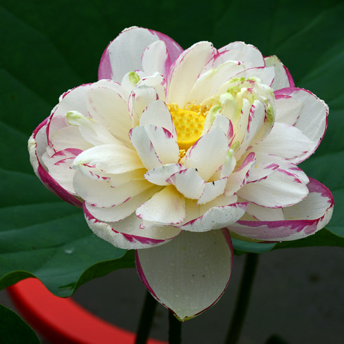 【大洒锦】碗莲乌托邦大型盆栽池栽庭院假山鱼池水生观赏荷花种藕