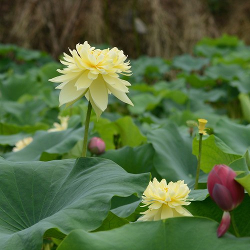 经典黄色荷花秣陵秋色供应池栽藕
