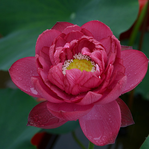 乌托邦观赏荷花【子夜】经典品种