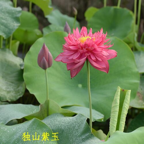 【独山紫玉】中大型全开飞舞荷花