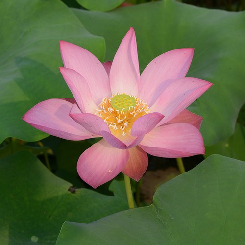碗莲乌托邦【临安春雨】丰花好养