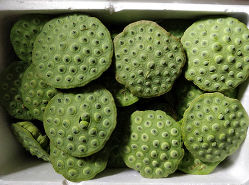 水果莲太空莲36鲜食很好吃赏荷花